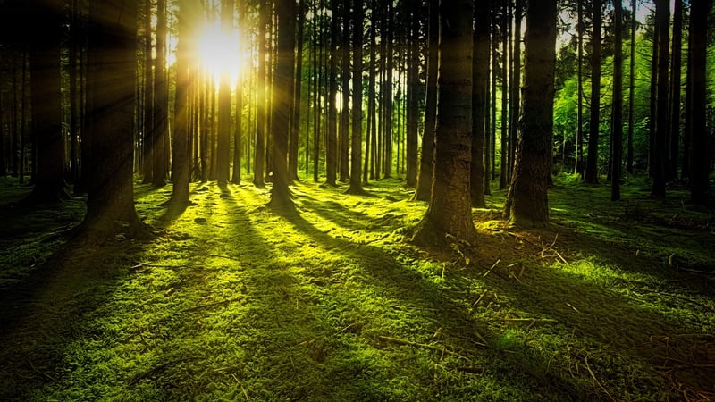 Magical Glades
