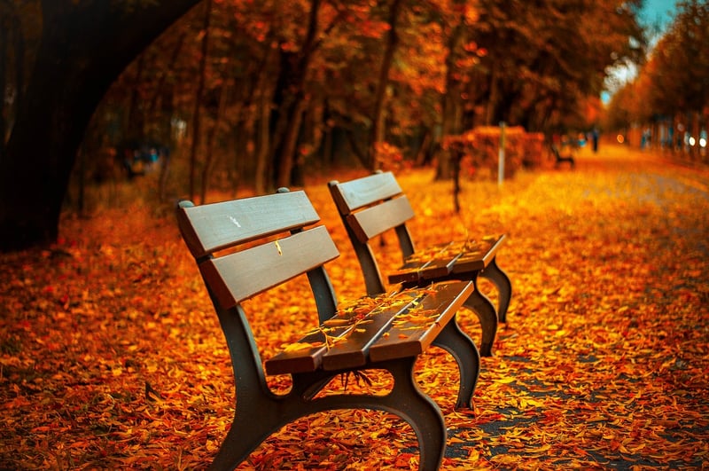 Autumn Woodland