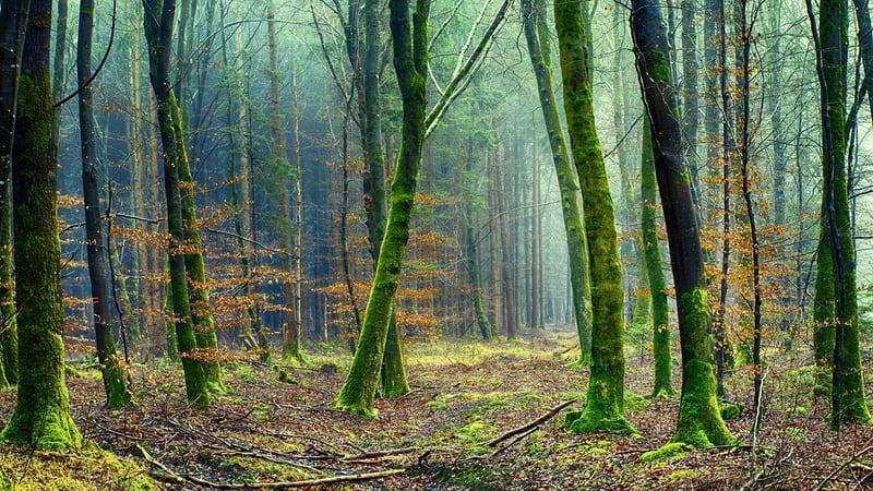 Mossy Forest